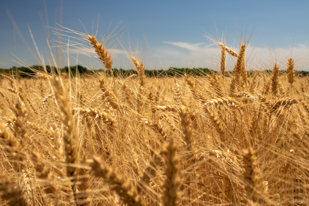 a wheat field is seen in kansas. Kansas Appears Unlikely to Launch Sports Betting by NFL Season Start