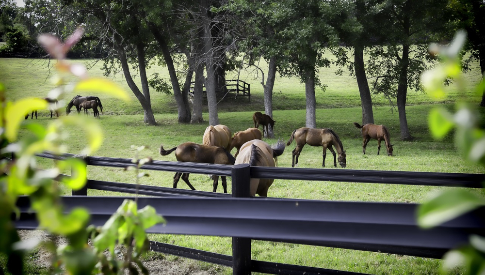 Horses are seen on a farm in Kentucky, amid green grass and trees and behind a wooden fence. A new Kentucky bill would provide for online and retail sportsbook in conjunction with the state's 7 horserace tracks.