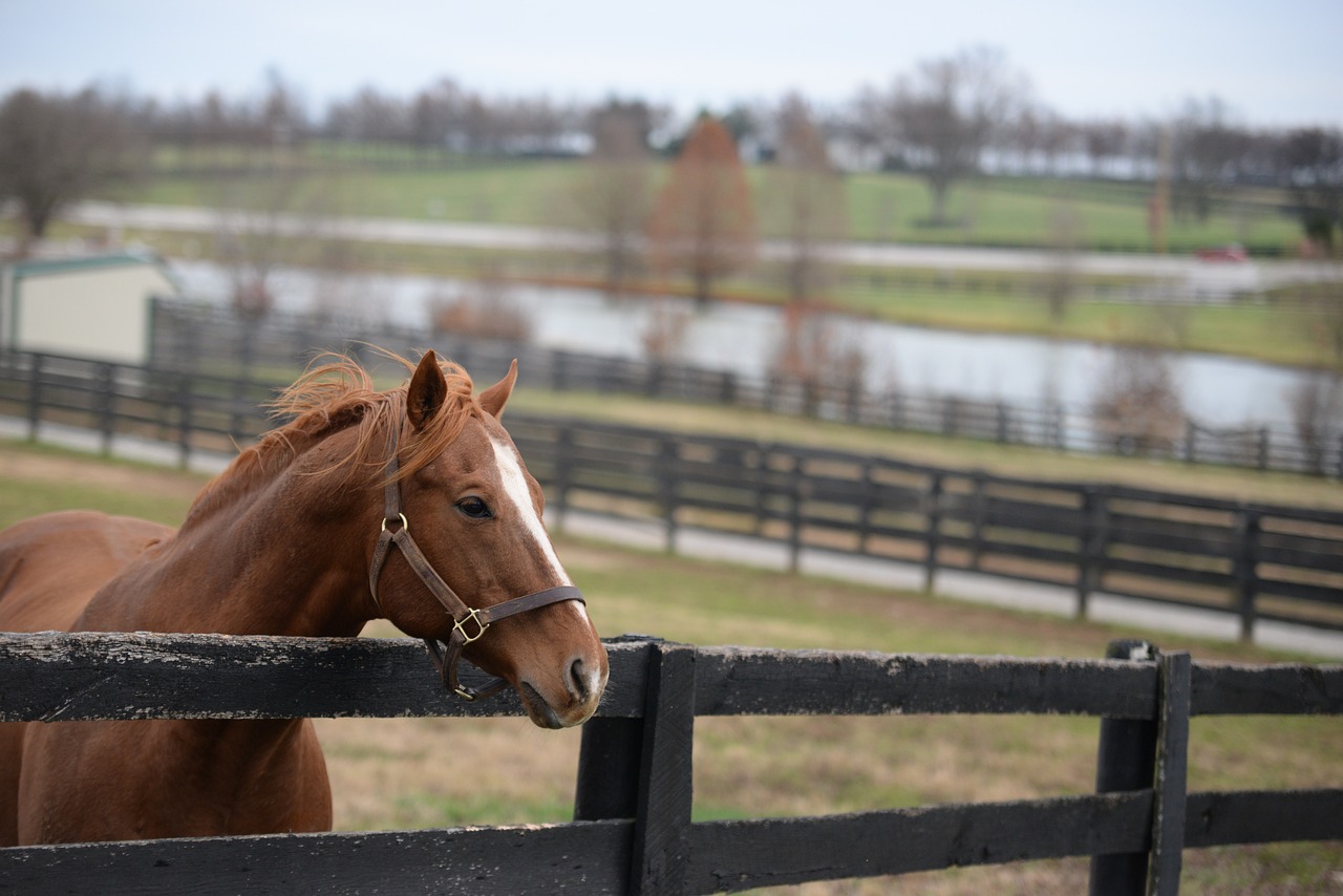 A brown horse in Kentucky. Kentucky Governor Creates KYSports Wagering Advisory Council (KYSWAC)