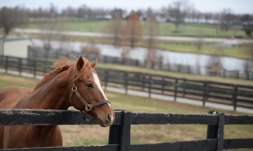 A brown and white horse is seen behind a fence on a farm in Kentucky. Legislation would allow for the state's horse racetracks to operate online sportsbooks as well as legalize online poker in KY.