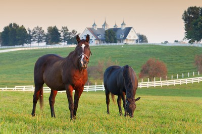 KY Lawmaker: Next Sports Betting Bill Won't Have Online Poker, Most Likely